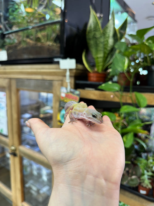 CB Leopard gecko (Leucistic) - Eublepharis macularius