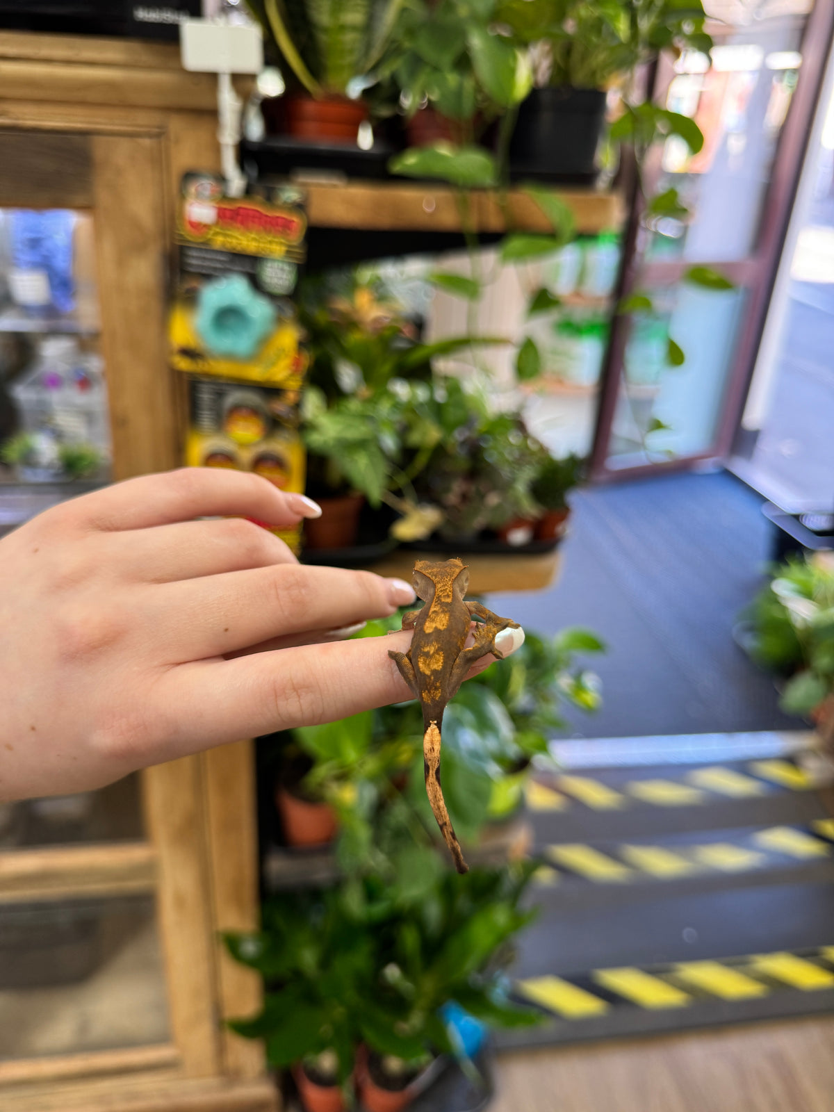 CB26 Crested Gecko (Flame) Correlophus ciliatus