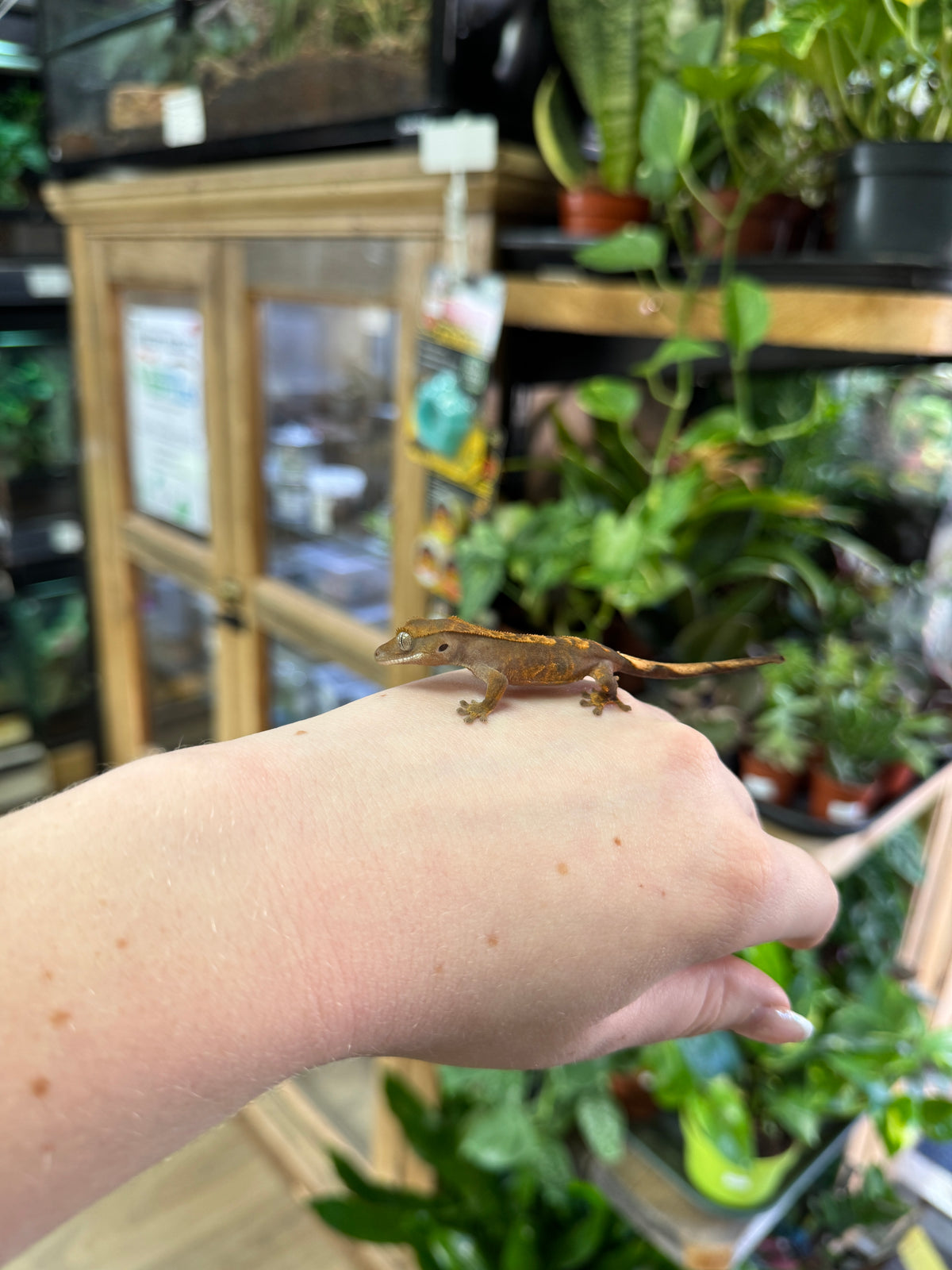 CB26 Crested Gecko (Flame) Correlophus ciliatus