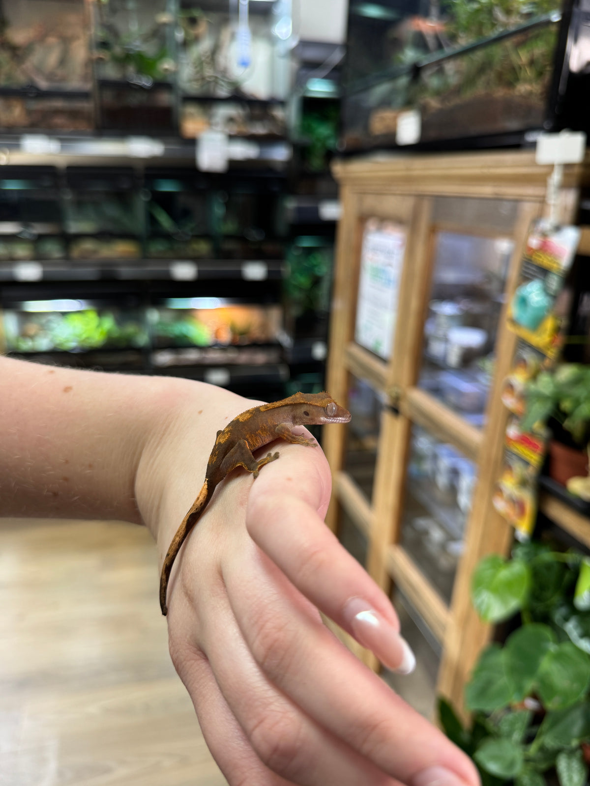 CB26 Crested Gecko (Flame) Correlophus ciliatus