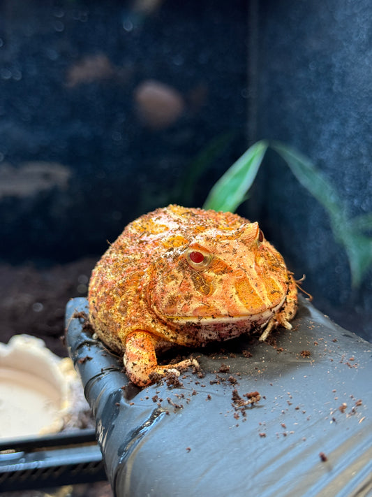 CB Strawberry Horned Frog - Ceratophyrus cranwelli