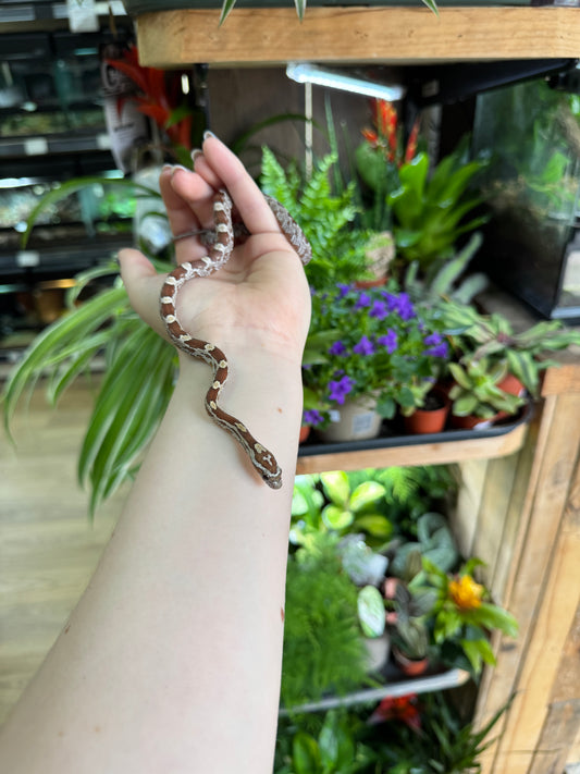 CB Gold Dust Corn Snake - Pantherophis guttatus