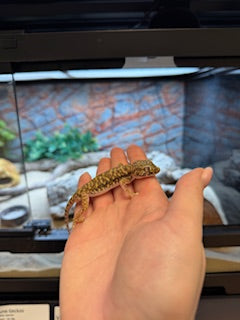 Dune Geckos