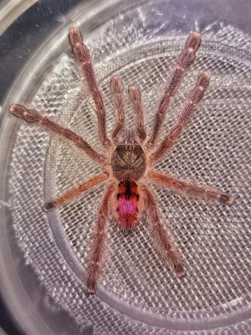 Iridopelma cf. oliveirai Pink Ribbed Tarantula (1-2cm)