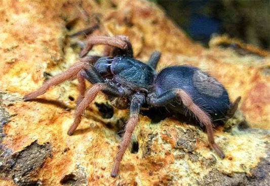3cm Pygmy Pink Leg (Kochiana brunnipes)