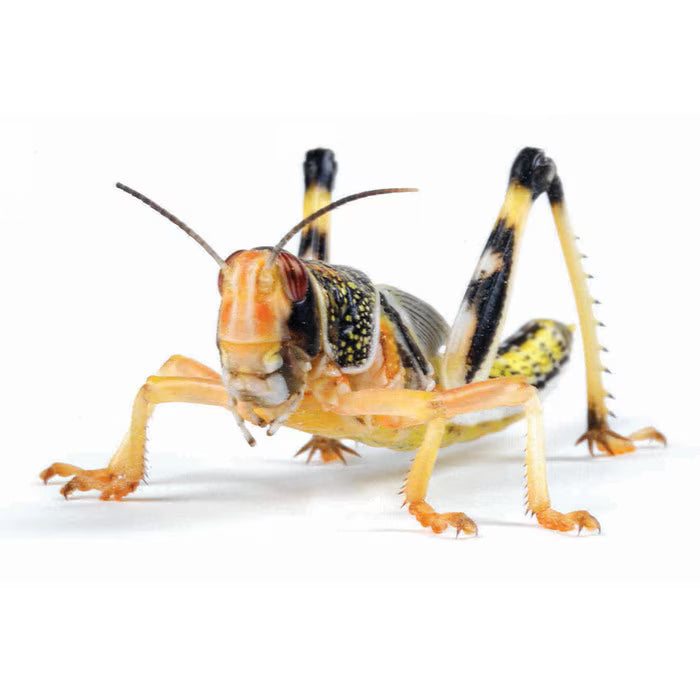 Locust Super Pack