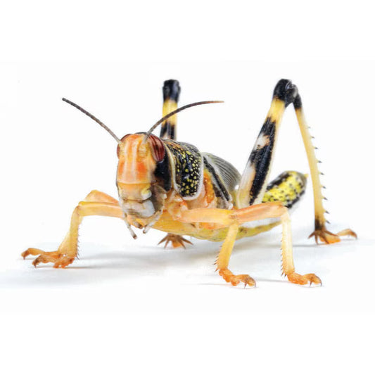 Locust Super Pack