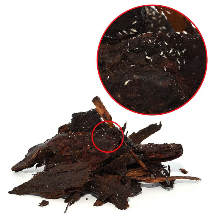 Springtails Pre-pack