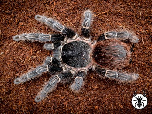 Lasiodora klugi - Bahia Scarlet Birdeater (1cm)