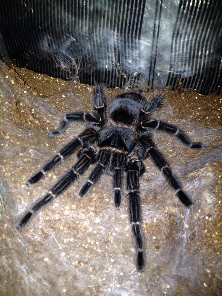 Lasiodora parahybana Salmon Pink (4-6cm)