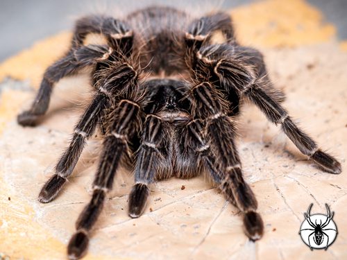 Lasiodora parahybana Salmon Pink (2-3cm)