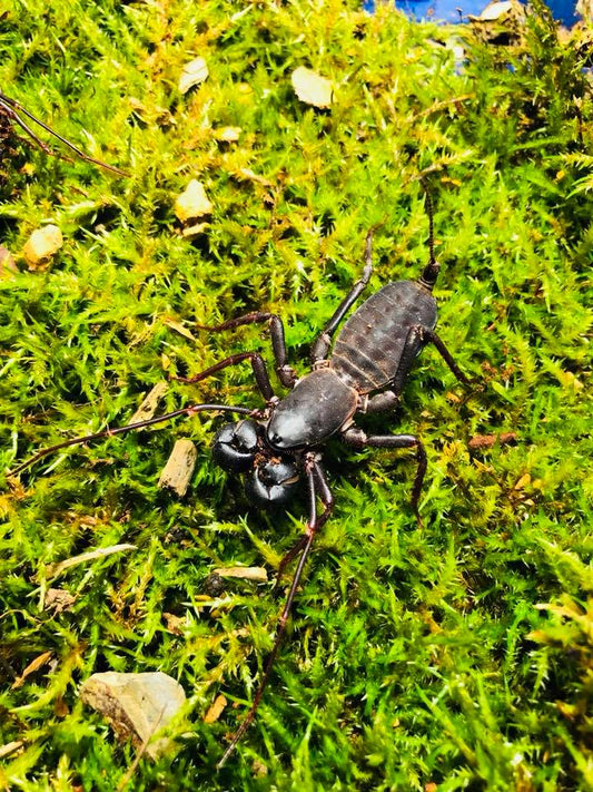 Thai Vinegaroon- Thelyphonus sp.