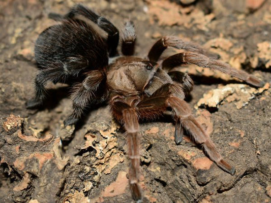 Aphono.. sp. “Diamond Back” Veracruz Diamond Back (1cm)