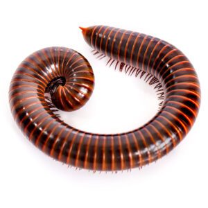 Satin Millipede