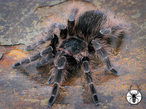 Nhandu carapoensis - Paraguay Red Hair (1cm)