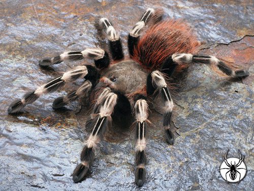 Vitalius chromatus White Striped Birdeater