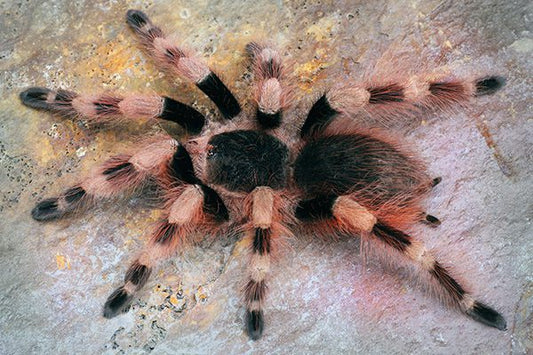 Nhandu colloratovilosum - Black and White Birdeater (1-2cm)