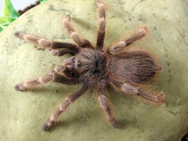 Nhandu tripeii Brazilian Blond