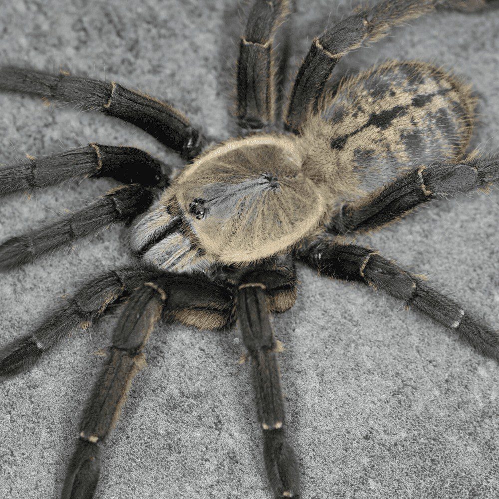 Haplopelma sp. “Nhen Dep” 3cm