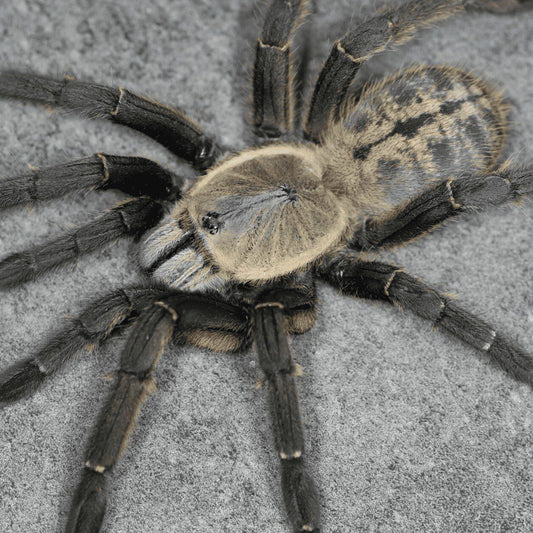 Haplopelma sp. “Nhen Dep” 3cm