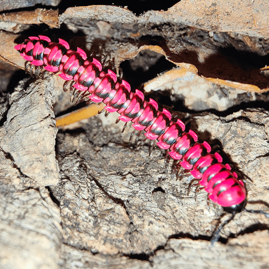 Antheromorpha unicata Pink Spine Millipede