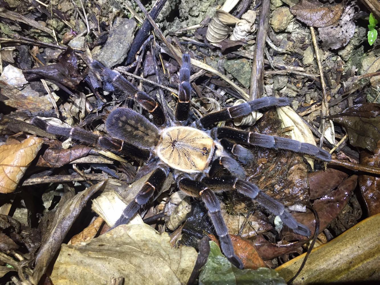Cyriopagopus sp. “Bach Ma” (Bach Ma Earth Tiger (2cm))