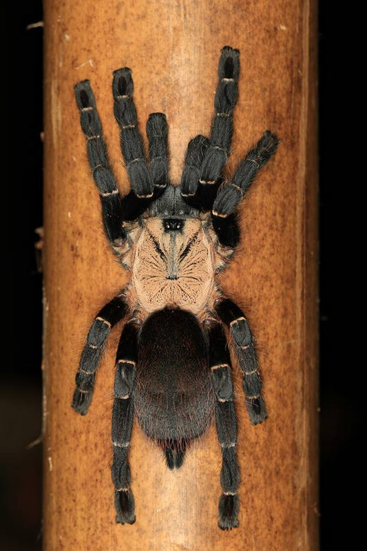 Taksinus bambus - Thai Bamboo Spider (1-2cm)