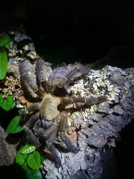 Melognathus sp. “South Mindanao” - Mindanano Tree Tiger (2cm)