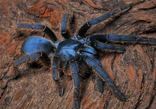 Ornithoctoninae sp. "Vietnam Silver"
