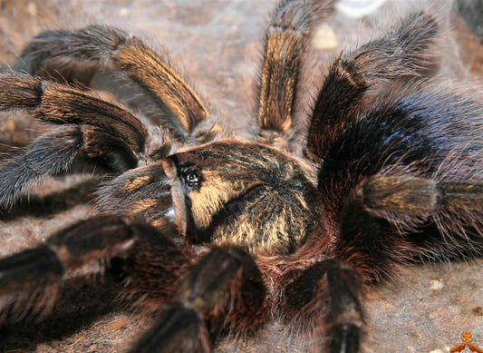 Phormictopus auratus Cuban Gold (1-2cm)