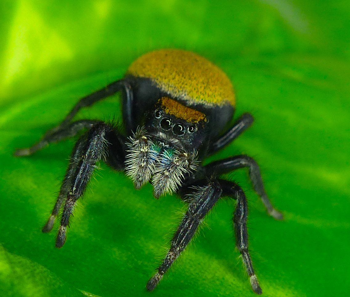 Phidippus nikites Paradise Jumping Spider (SA)