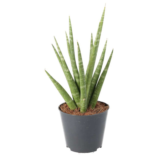 PR Live plant. Snake plant (Medium) (Sansevieria cylindrica)