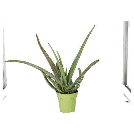 Live Plant. Aloe Vera (Large)