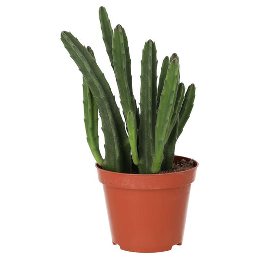 Bell Succulent Small