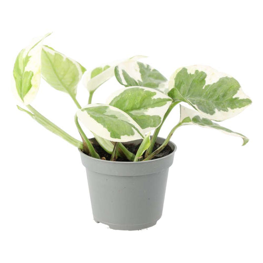 Live plant. Devil’s Ivy ‘Variegated’ (Small)(Epipremnum aureum