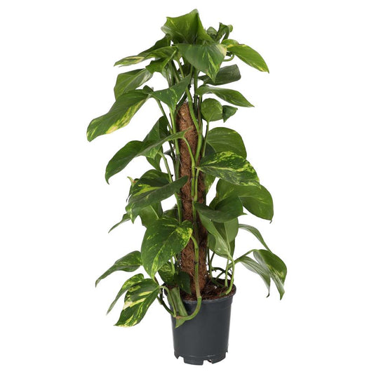 Live plant: Epipremnum aureum (Moss Pole)
(Epipremnum aureum)