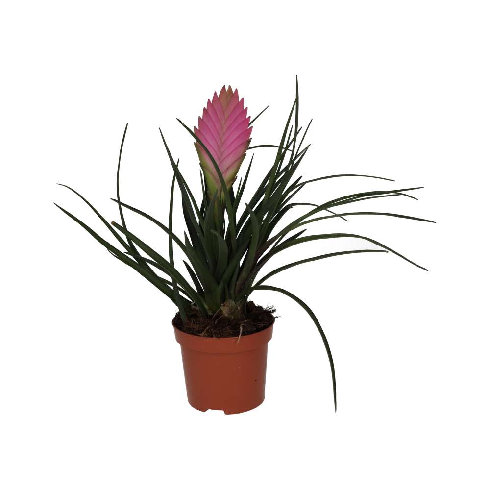 Live plant. Pink Quill Bromeliad (Medium) (Tillandsia cyanea)