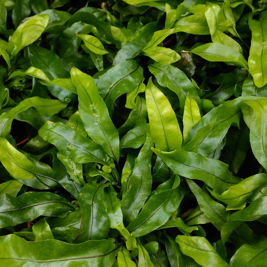 Live plant. Microsorum diversifolium (Large)
