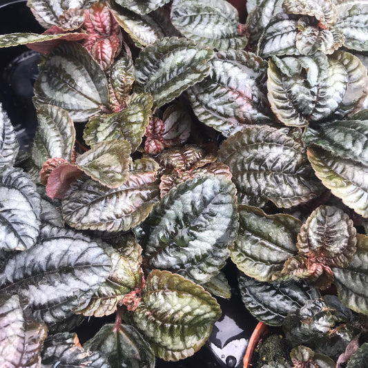 Live plant. Pilea Sp. (Medium)