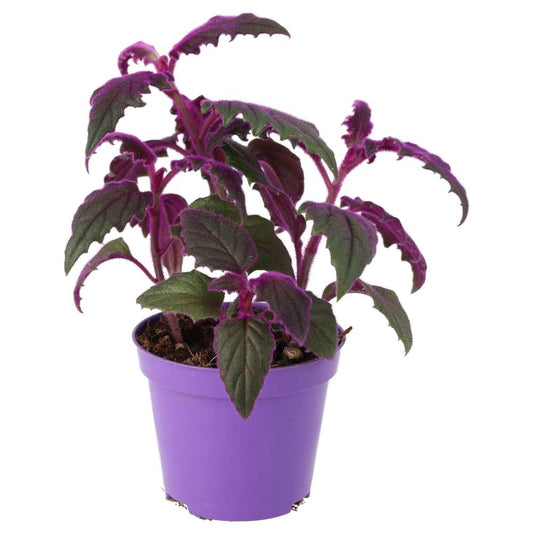 Live plant. Purple Velvet Plant (Medium)