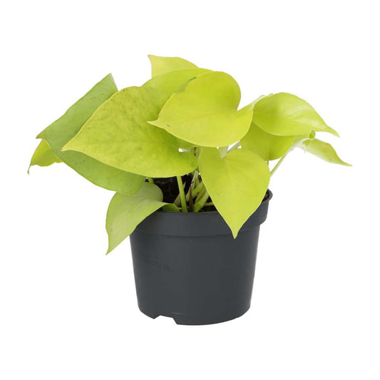 Devil’s Ivy ‘Golden’ (Large)