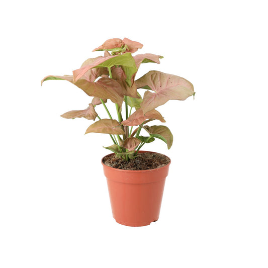 Arrowhead Vine ‘Pink’ (Medium) (Syngonium 'Pink')