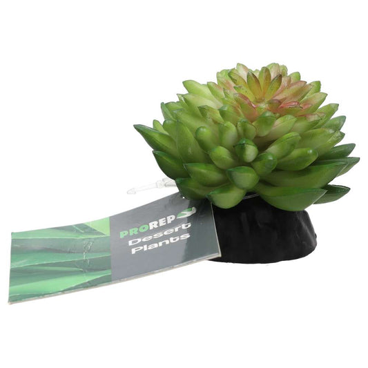 Pro Rep Vanvlietii Plant 10cm