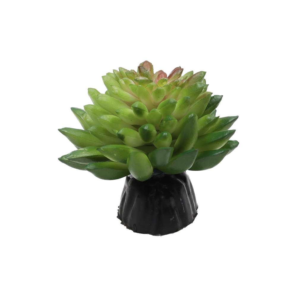 Pro Rep Vanvlietii Plant 10cm