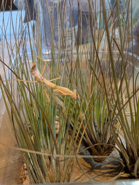 African Lined Mantis- Sphodromantis lineola