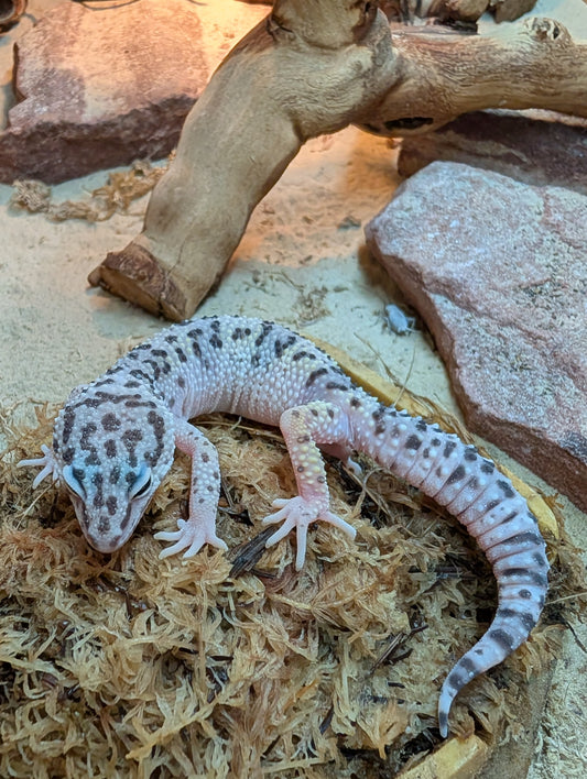 Montanus Leopard Gecko- Eublepharis macularius