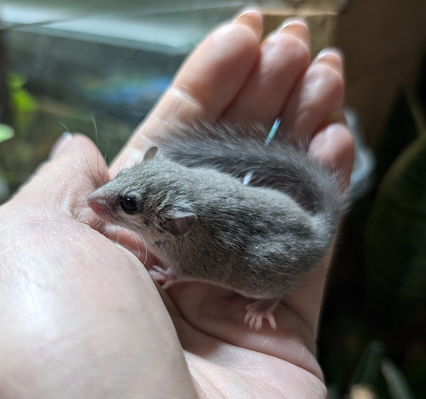 African Pygmy Dormice