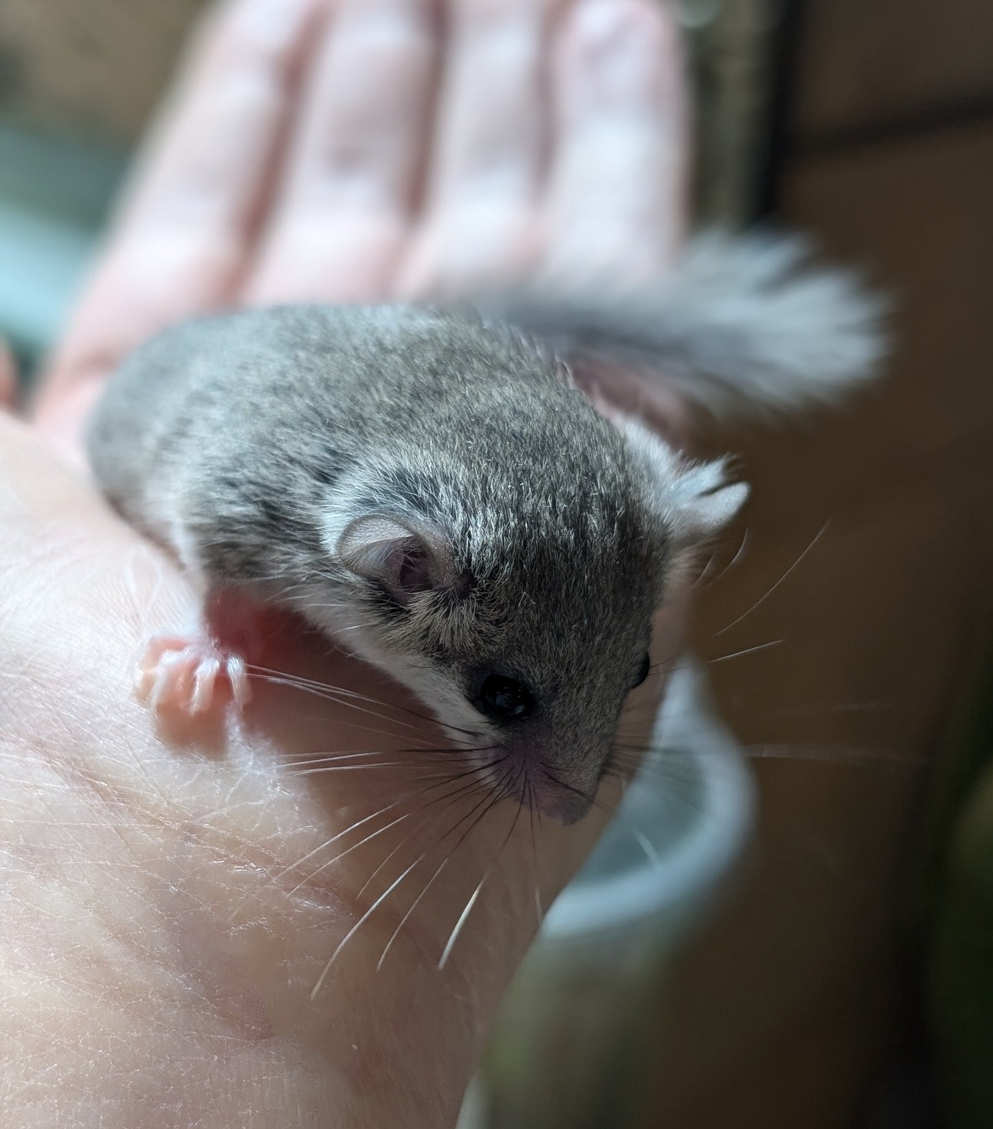 African Pygmy Dormice