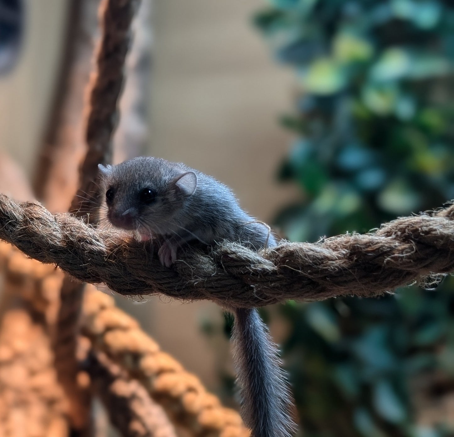 African Pygmy Dormice