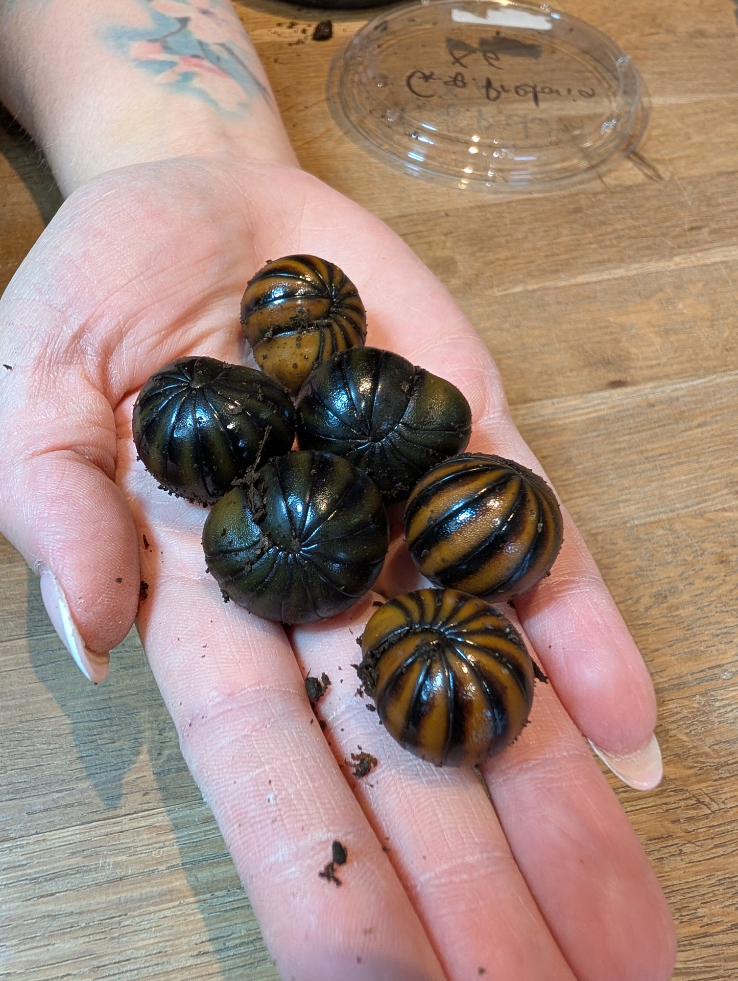 Giant Pill Bugs- Glomoridae sp Pretoria